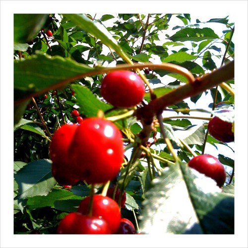 Kesän parhaat marjat – viime kesänä tosin.