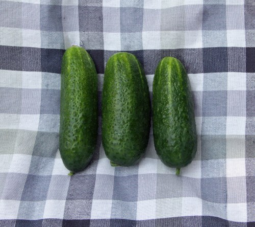 Omasta maasta poimittuja kurkkuja ei viitsi kuoria.