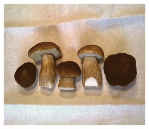 Pienimmät ja puhtaimmat herkkutatit kelpaavat pöytään raakoina.