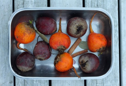 Punajuuret selvästi ilahtuivat keltaisista sukulaisistaan.