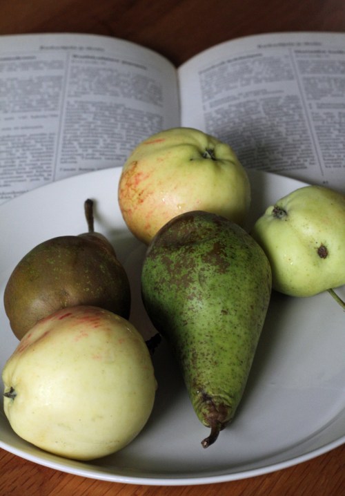 Päärynät ostin kaupasta, omenat poimin vielä pihapuusta. Vanhassa kirjassa on kahdeksan nelivärilehteä, loput ovat mustavalkoisia tekstisivuja.