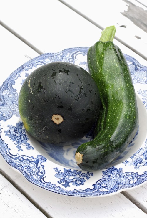 Tällä kertaa kesäkurpitsapenkistä löytyi yksi pyöreä ja yksi pitkulainen yksilö.