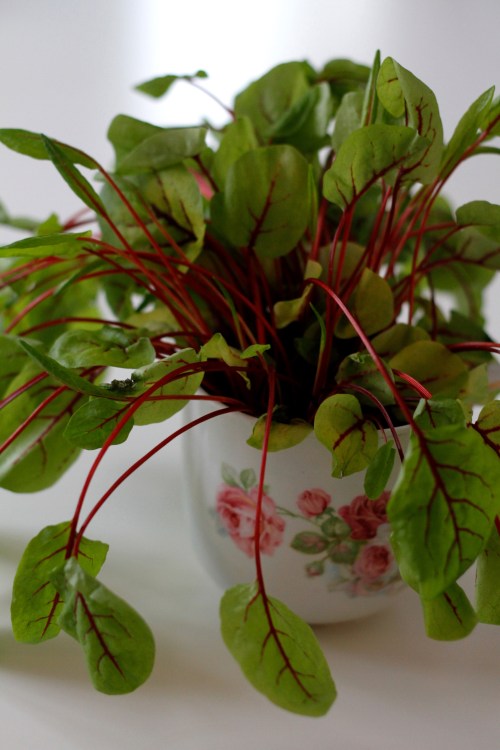 Viinisuolaheinää löytyy aika mukavasti kauppojen yrttitiskiltä.